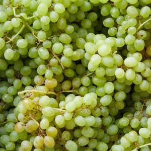 White Grape Vine Live Plant, Sweet Grape, Bare Root, Zone 5-9, 6-12