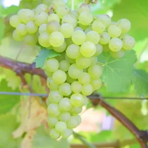 White Grape Vine Live Plant - Sweet Grapevine, Dormant, 6-12" Tall, Outdoor - Image 2