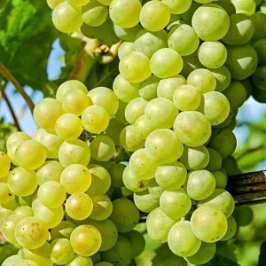 White Grape Vine Live Plant - Sweet Grapevine, Dormant, 6-12