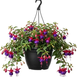 White Hardy Fuchsia Live Plant Trailing Lantern Tree 6-10