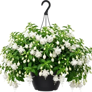 White Hardy Fuchsia Live Plant Trailing Lantern Tree 6-10
