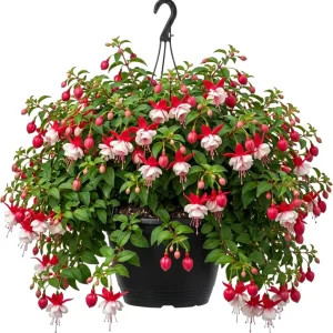 White Hardy Fuchsia Live Plant Trailing Lantern Tree 6-10" Tall, 6" Pot Outdoor - Image 2