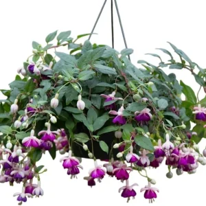 White Hardy Fuchsia Live Plant Trailing Lantern Tree 6-10