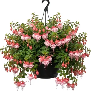 White Hardy Fuchsia Live Plant Trailing Lantern Tree 6-10