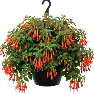 White Hardy Fuchsia Live Plant Trailing Lantern Tree 6-10