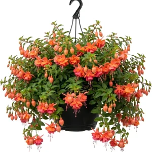 White Hardy Fuchsia Live Plant Trailing Lantern Tree 6-10