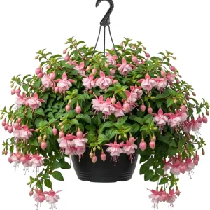 White Hardy Fuchsia Live Plant Trailing Lantern Tree 6-10