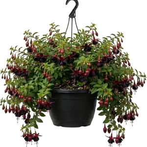 White Hardy Fuchsia Live Plant Trailing Lantern Tree 6-10