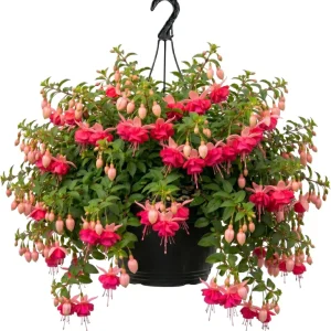 White Hardy Fuchsia Live Plant Trailing Lantern Tree 6-10