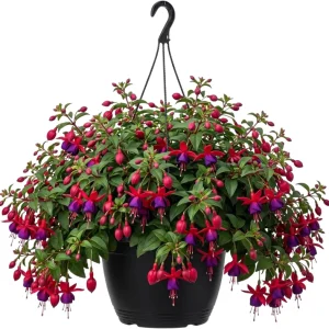 White Hardy Fuchsia Live Plant Trailing Lantern Tree 6-10" Tall, 6" Pot Outdoor - Image 1