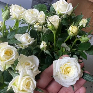 White Mini Rose Live Plant – Starter Size – 4-8 inches – Potted Houseplant - Image 1