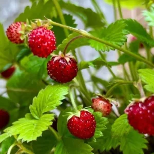 Wild Strawberry Plant - Fragaria Virginiana - Live Plant - 3 Inch Pot - Winter Hardy - Image 3