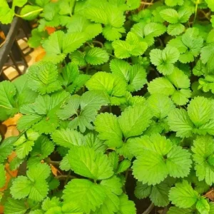 Wild Strawberry Plant - Fragaria Virginiana - Live Plant - 3 Inch Pot - Winter Hardy - Image 4
