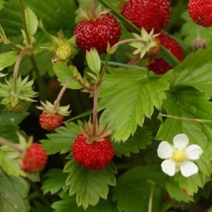Wild Strawberry Plant - Fragaria Virginiana - Live Plant - 3 Inch Pot - Winter Hardy - Image 5