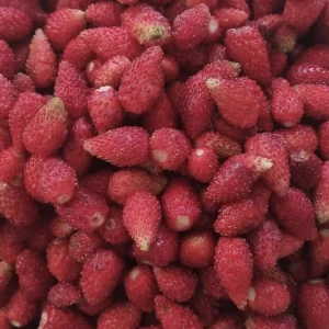 Wild Strawberry Plant - Fragaria Virginiana - Live Plant - 3 Inch Pot - Winter Hardy - Image 7