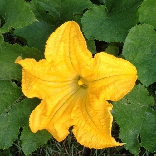 Yellow Crookneck Summer Squash Seeds - 50 Organic Heirloom Seeds - Easy Grow Outdoor - Image 3