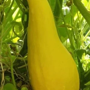 Yellow Crookneck Summer Squash Seeds - 50 Organic Heirloom Seeds - Easy Grow Outdoor - Image 1