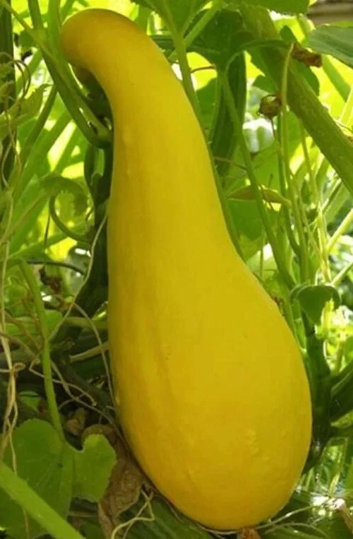 Yellow Crookneck Summer Squash Seeds - 50 Organic Heirloom Seeds - Easy Grow Outdoor - Image 1