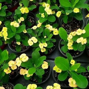 Yellow Crown of Thorns Live Plant - 4 Inch Pot Euphorbia Milii Succulent - Image 2