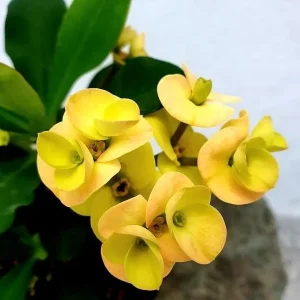 Yellow Crown of Thorns Live Plant - Euphorbia Milii - 4 Inch Pot - Indoor/Outdoor - Image 2