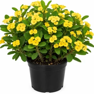 Yellow Crown of Thorns Live Plant - Euphorbia Milii - 4 Inch Pot - Indoor/Outdoor - Image 3