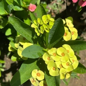 Yellow Crown of Thorns Live Plant - Euphorbia Milii - 4 Inch Pot - Indoor/Outdoor - Image 4