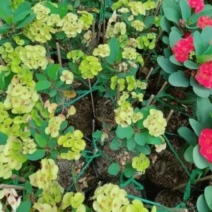 Yellow Crown of Thorns Live Plant - Euphorbia Milii - 4 Inch Pot - Indoor/Outdoor - Image 5