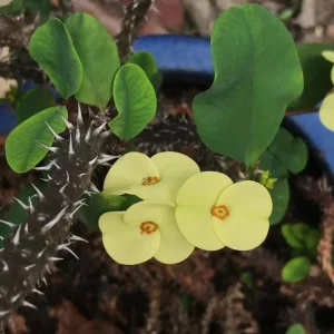 Yellow Crown of Thorns Live Plant - Euphorbia Milii - 4 Inch Pot - Indoor/Outdoor - Image 7