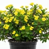 Yellow Crown of Thorns Live Plant - Euphorbia Milii - 4 Inch Pot - Indoor/Outdoor - Image 1