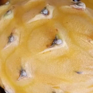 Yellow Dragon Fruit Live Plant - Palora Variety Cutting, Edible, Outdoor - Image 10