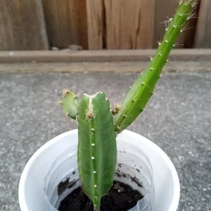 Yellow Dragon Fruit Live Plant - Palora Variety Cutting, Edible, Outdoor - Image 2