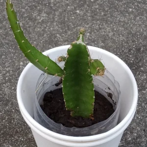 Yellow Dragon Fruit Live Plant - Palora Variety Cutting, Edible, Outdoor - Image 3