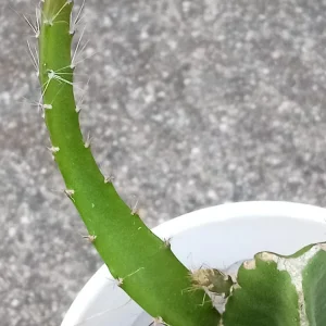 Yellow Dragon Fruit Live Plant - Palora Variety Cutting, Edible, Outdoor - Image 4