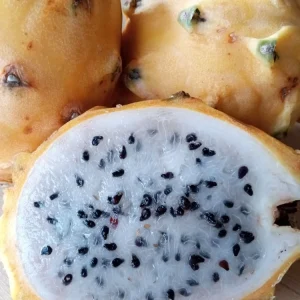 Yellow Dragon Fruit Live Plant - Palora Variety Cutting, Edible, Outdoor - Image 5