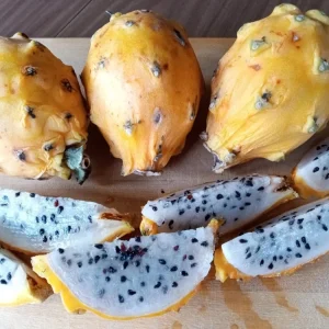 Yellow Dragon Fruit Live Plant - Palora Variety Cutting, Edible, Outdoor - Image 6
