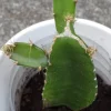 Yellow Dragon Fruit Live Plant - Palora Variety Cutting, Edible, Outdoor - Image 1