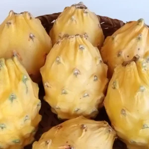 Yellow Dragon Fruit Live Plant - Palora Variety Cutting, Edible, Outdoor - Image 8