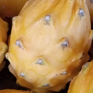 Yellow Dragon Fruit Live Plant - Palora Variety Cutting, Edible, Outdoor - Image 9