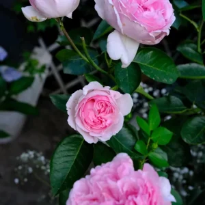 Yves Clair Rose Live Plant - Fragrant Light Pink Double Flowers, 8 cm - Image 2
