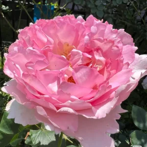 Yves Clair Rose Live Plant - Fragrant Light Pink Double Flowers, 8 cm - Image 3