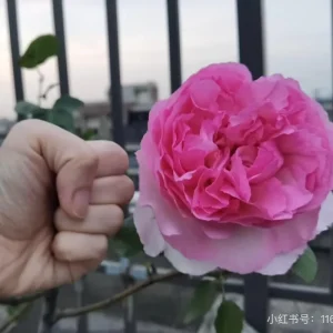 Yves Clair Rose Live Plant - Fragrant Light Pink Double Flowers, 8 cm - Image 4