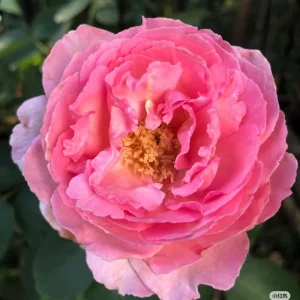 Yves Clair Rose Live Plant - Fragrant Light Pink Double Flowers, 8 cm - Image 5