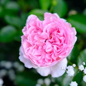 Yves Clair Rose Live Plant - Fragrant Light Pink Double Flowers, 8 cm - Image 6