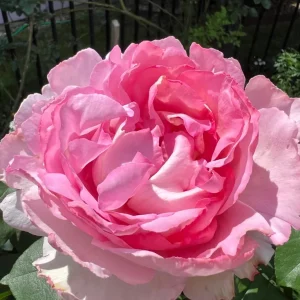 Yves Clair Rose Live Plant - Fragrant Light Pink Double Flowers, 8 cm - Image 1