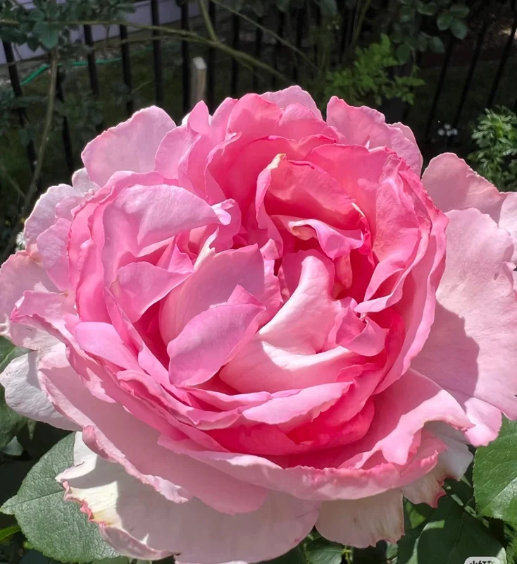 Yves Clair Rose Live Plant - Fragrant Light Pink Double Flowers, 8 cm - Image 1