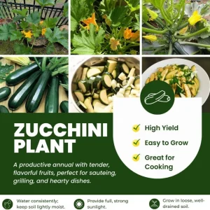2 Green Cucumber & Zucchini Live Plants 4-6 Inch Tall – Edible Garden - Image 2