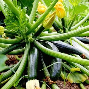 2 Green Cucumber & Zucchini Live Plants 4-6 Inch Tall – Edible Garden - Image 3