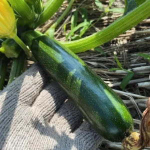 2 Green Cucumber & Zucchini Live Plants 4-6 Inch Tall – Edible Garden - Image 4