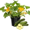 2 Green Cucumber & Zucchini Live Plants 4-6 Inch Tall – Edible Garden - Image 1