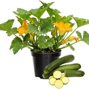 2 Green Cucumber & Zucchini Live Plants 4-6 Inch Tall – Edible Garden - Image 1